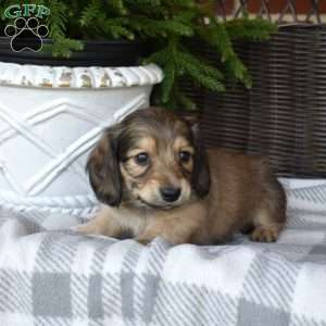 Fudge, Dachshund Puppy